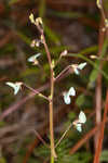 Sand ticktrefoil 